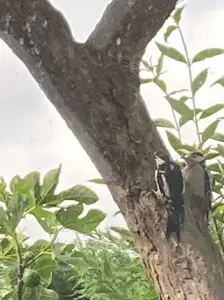 Ina 01 En nu zelfdoen